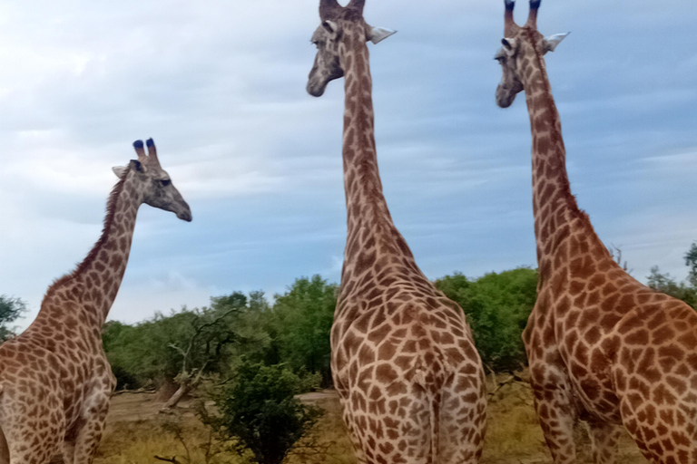 Eswatini: Rhino Walk in Hlane Royal National Park