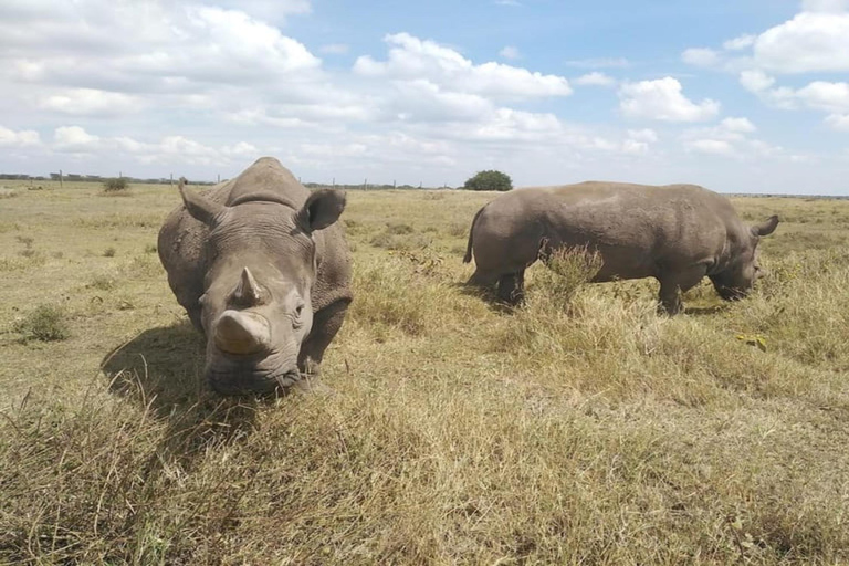 Nairobi: Ol Pejeta Conservancy en Mount Kenya Safari