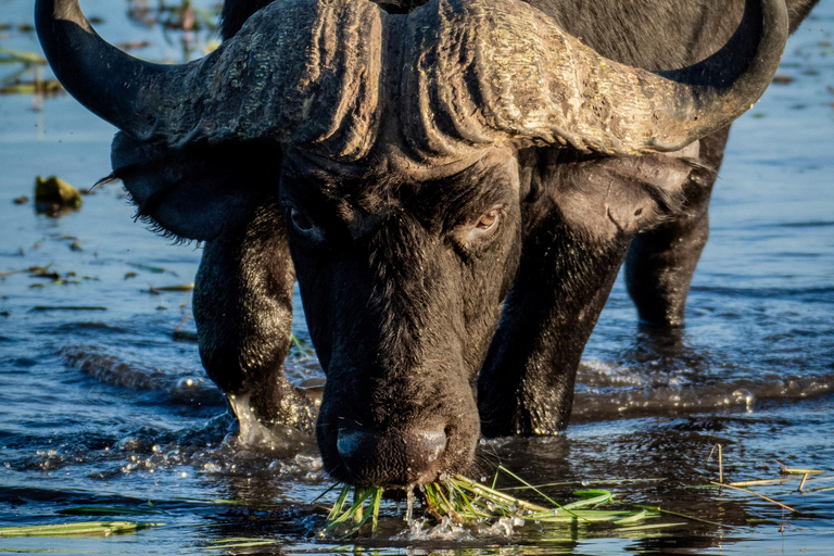 Victoria Falls: 2-Day Chobe National Park Camping Safari