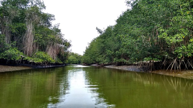 Visit Tumbes Puerto Pizarro islands and mangroves in Zorritos, Tumbes, Perú