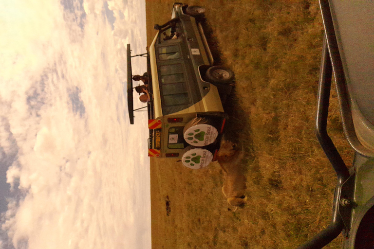3 dagar Maasai Mara gruppsafari med en 4x4 Landcruiser