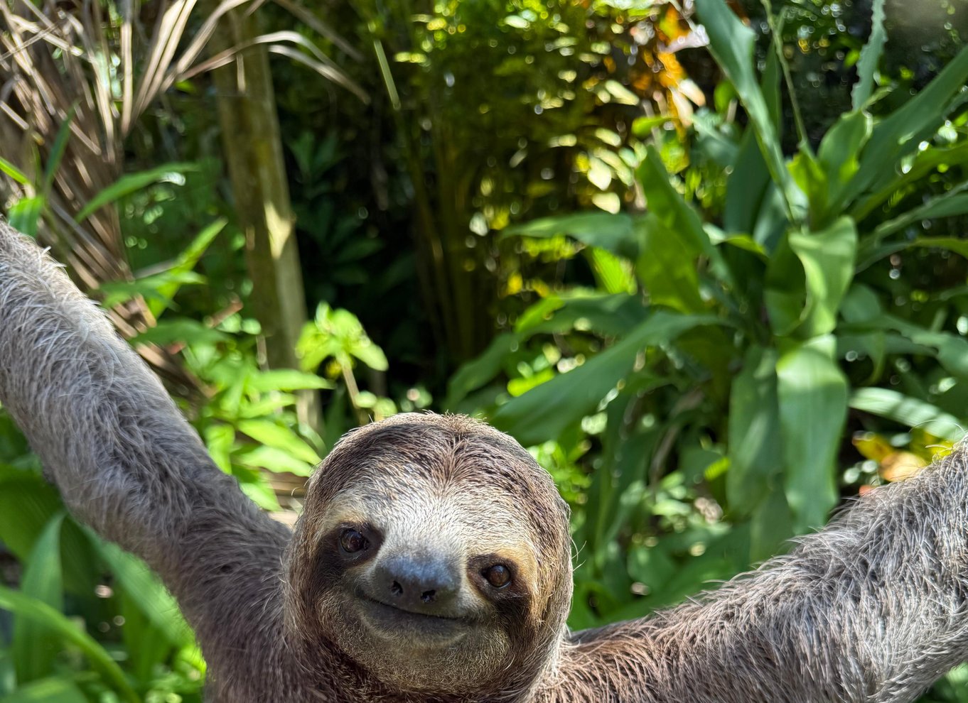 Manuel Antonio Nationalpark: Guidet tur med ENTRÉ INKLUDERET