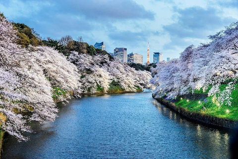 Tokyo Prestige: Luxury Chauffeur Tour with Private Guide 10 Hours Customized Tokyo Tour in Luxury Alford or Vellfire