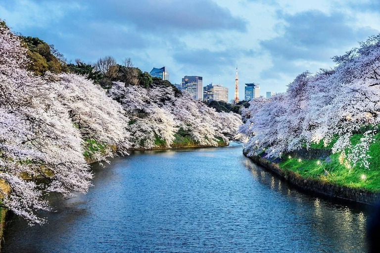 Tokyo Prestige: Luxury Chauffeur Tour with Private Guide 10 Hours Customized Tokyo Tour in Luxury Alford or Vellfire