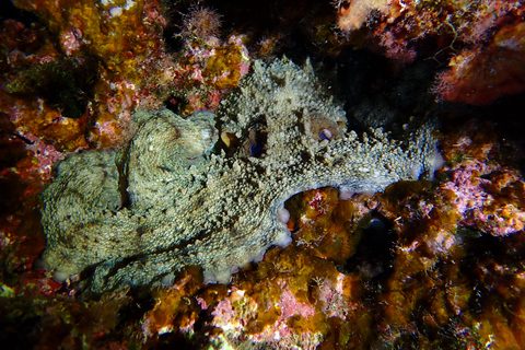 Menorca: Double Dive (IMPORTANT: Certification REQUIRED)