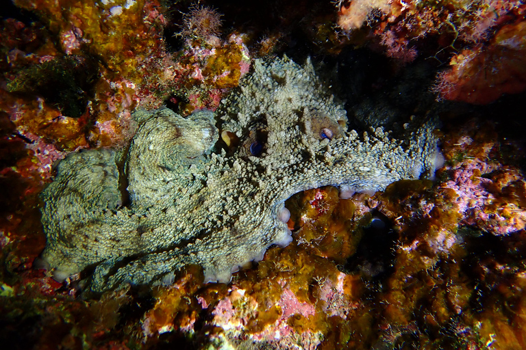 Menorca: Double Dive (IMPORTANT: Certification REQUIRED)