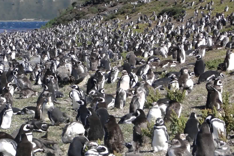 Ushuaia: Martillo Island Full-Day Tour – Walk Among Penguins