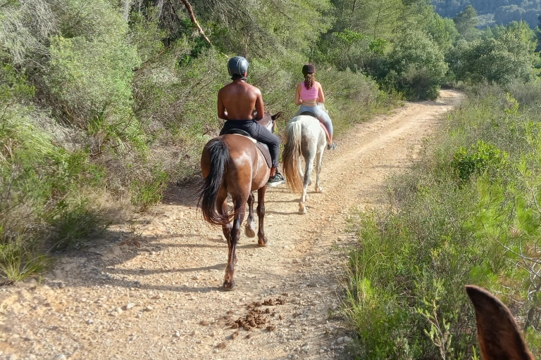 Mallorca: Randa Romantic Sunset Horse Ride With Drinks