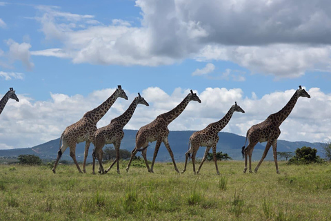 Maasai Mara: 3-Day Safari with Spanish Guide Small Group