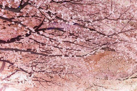 Cherry Blossom Seasonal Special: Classic Tokyo Day Tour Includes beef set meal