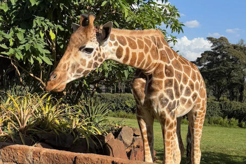 Nairobi National Park Luxury Picnic Game Drive