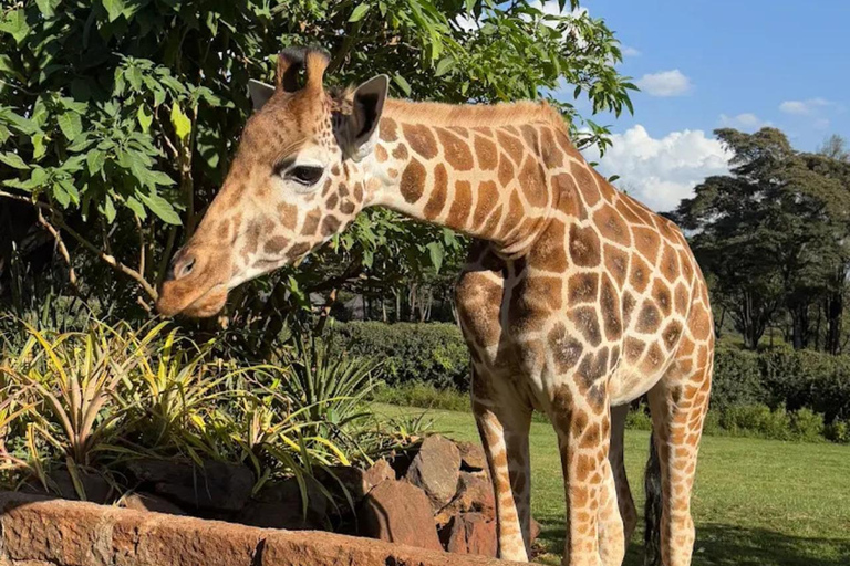 Nairobi National Park Luxury Picnic Game Drive