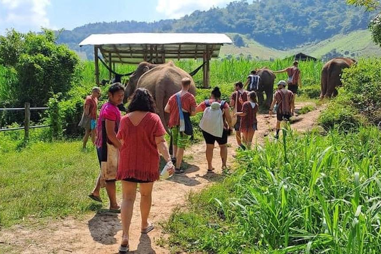The Must-Do: Authentic Elephant & Village Life in Chiang Mai