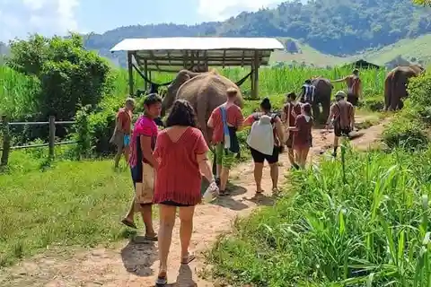 The Must-Do: Authentic Elephant & Village Life in Chiang Mai