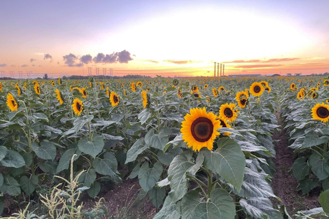 مغامرة ميامي المثالية لمركبات الدفع الرباعي في ميامي - معدات الركاب والسلامة مجاناً