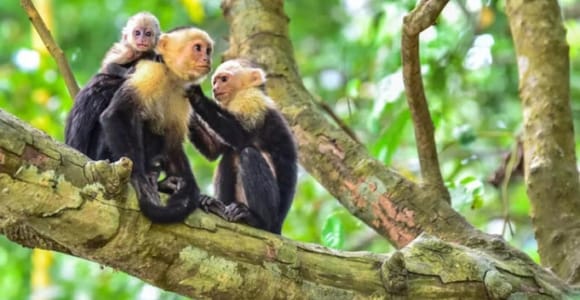 Manuel Antonio Boat Sightseeing Tour of the Quepos Mangroves with Snack Included