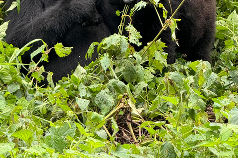 Uganda: Safári de 7 dias com os Cinco Grandes, Gorilas e Chimpanzés