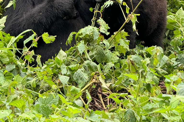 Uganda: 7-tägige Big Five-, Gorilla- und Schimpansen-Safari