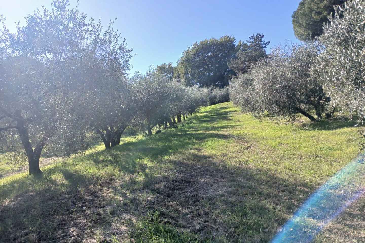 San Gimignano: Winery Visit with Picnic in Olive Grove