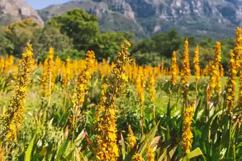 Private Cape Town and Garden Route Splendour
