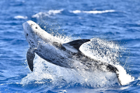 Whale and Dolphin Watching with Vila Franca Islet Visit
