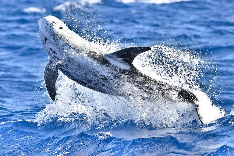 Whale and Dolphin Watching with Vila Franca Islet Visit