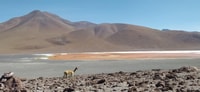 Von La Paz, Uyuni Salzwohnungen und rote Lagune mit dem Bus - Hizvo