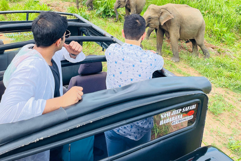 Sigiriya/Dambulla/Habarana: Safári no Parque Nacional Minneriya