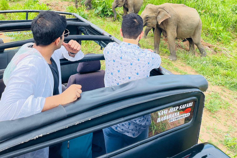 Sigiriya/Dambulla/Habarana: Minneriya National Park Safari