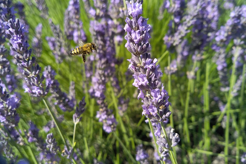 departing from Avignon, Classic lavender tour au depart d'Avignon, Classic lavender tour