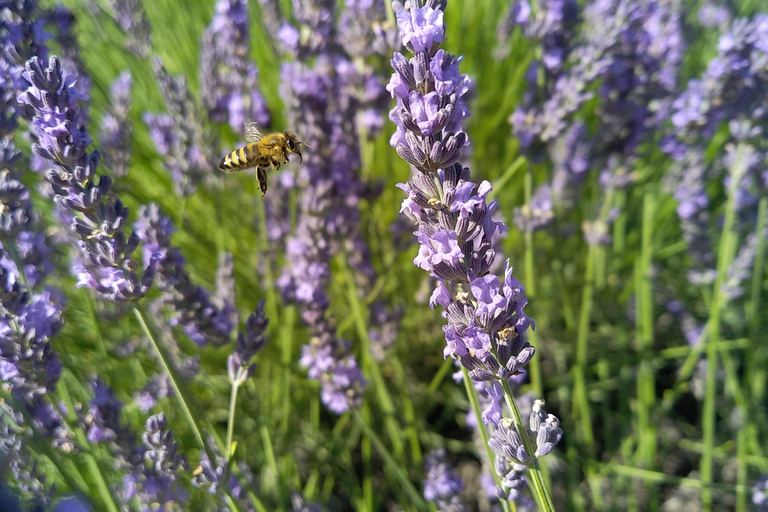 departing from Avignon, Classic lavender tour au depart d'Avignon, Classic lavender tour
