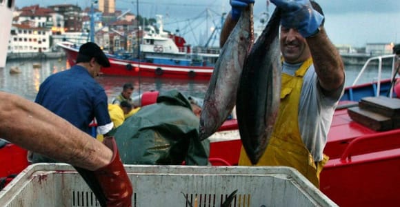 Bermeo: From the harbor to the table, experience the Basque fishing tradition