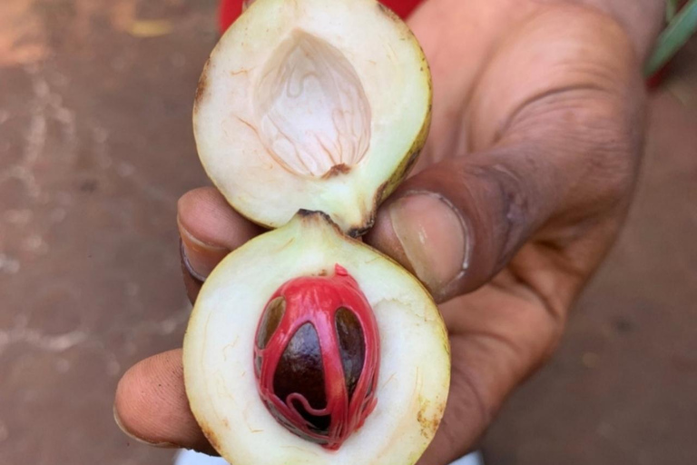 زنجبار: مزرعة التوابل وغابة جوزاني ومحمية السلاحف البحريةرحلة خاصة ليوم كامل مع جميع رسوم الدخول و