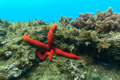 Snorkling på ön Terceira