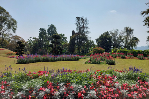 Chiang Rai: Mountains Discovery Doi Mae Salong & Doi Tung Mountains Discovery:Doi Mae Salong & Doi Tung (Private Tour)