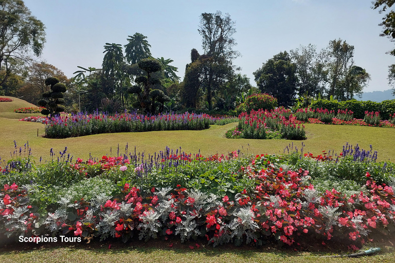 Chiang Rai: Mountains Discovery Doi Mae Salong & Doi Tung Mountains Discovery:Doi Mae Salong & Doi Tung (Private Tour)