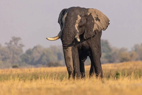 Mosi-oa-Tunya National Park Private Family Safari