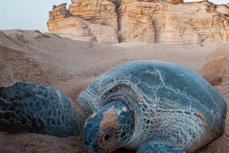 From Muscat: Ras Al Jinz Turtle Reserve Guided Tour