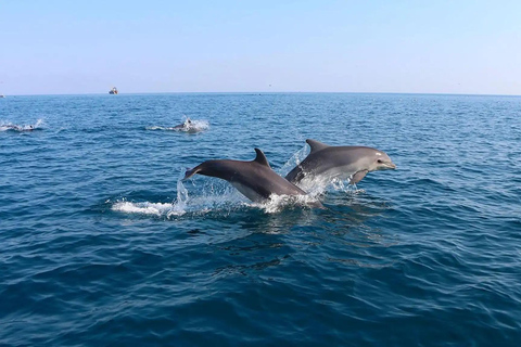 Side: Dolphin Island Boat Trip with Lunch and Swim Stops Dolphin Island Boat Trip with Meeting Point