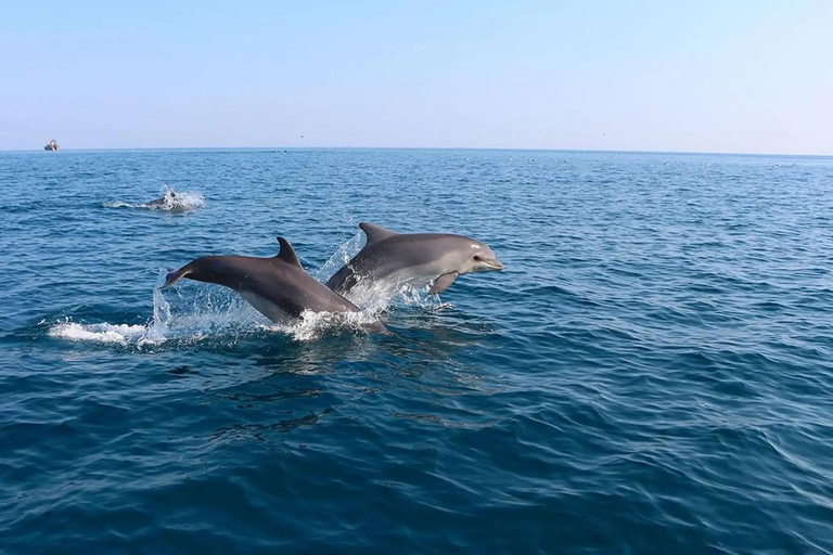 Side: Dolphin Island Boat Trip with Lunch and Swim Stops Dolphin Island Boat Trip with Meeting Point