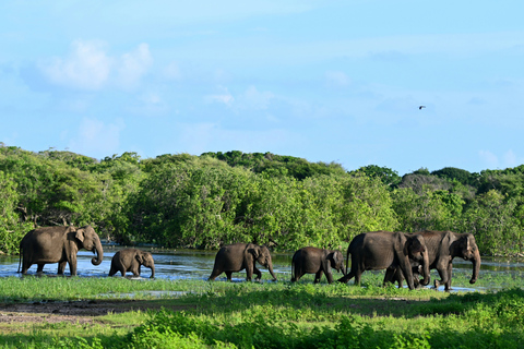 From Bentota: All Inclusive Yala National Park Jeep Safari Mirissa/Weligama/Matara/Tangalle: Yala Leopard Safari