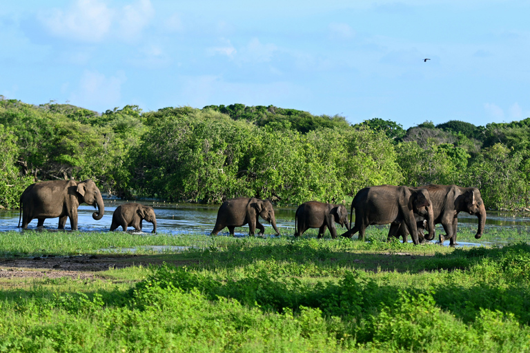From Bentota: All Inclusive Yala National Park Jeep Safari Mirissa/Weligama/Matara/Tangalle: Yala Leopard Safari