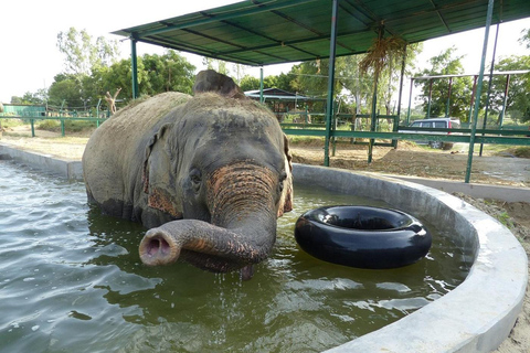 Da Agra: visita al viaggio di conservazione degli elefanti SOS Wildlife