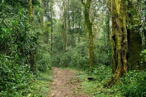 Day tour to Kakamega Rainforest from Kisumu