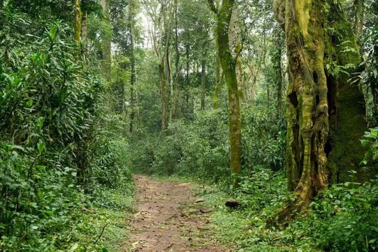 Day tour to Kakamega Rainforest from Kisumu
