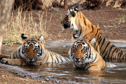 Depuis Jaipur : Safari dans le parc national de Ranthambore avec transferts