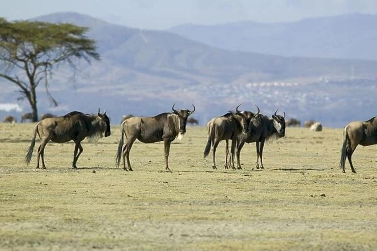 Nairobi: Crescent Island Day Tour with Hotel Pickup