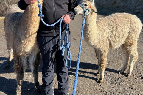 Triesenberg: Vandra med lamor i bergen