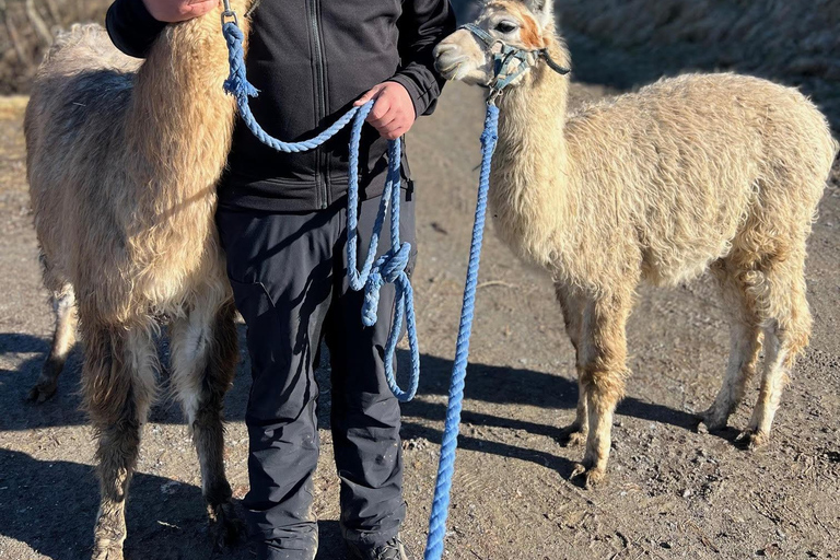 Triesenberg: Vandra med lamor i bergen