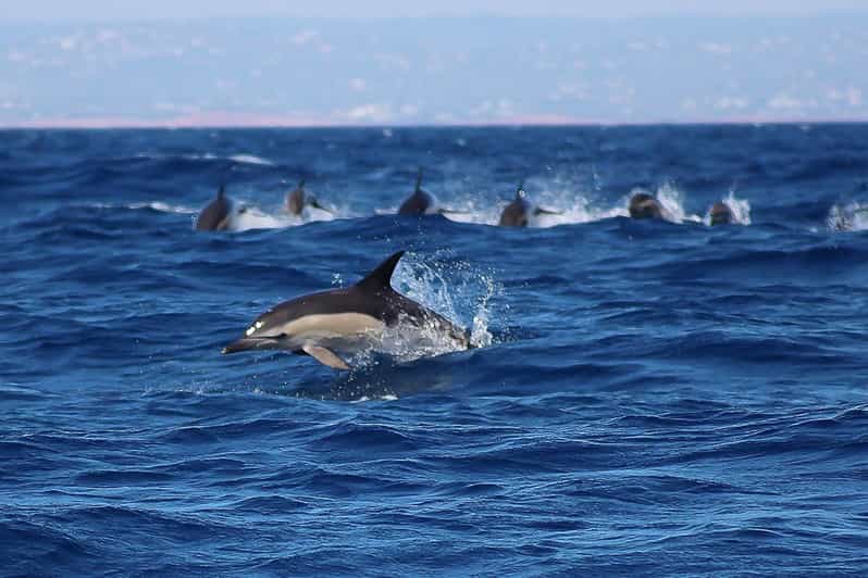 Portimão: tour di osservazione dei delfini con una guida biologa marina